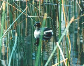 Australasian Grebe