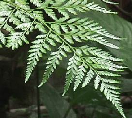 Hare's foot Fern