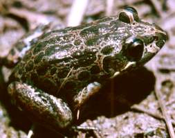 Marbled Frog