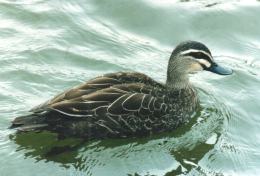 Pacific Black duck