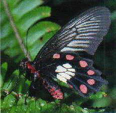 Red-bodied Swallowtail