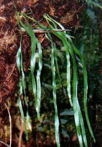 Ribbon Fern