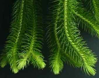 Tassel Fern