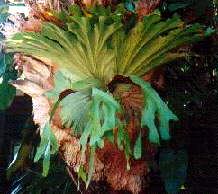 Staghorn Fern