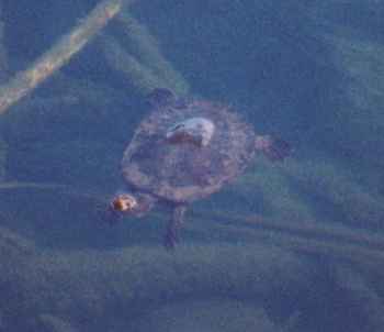 Australian snapping turtle