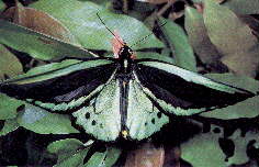 Birdwing Butterfly