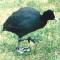 Eurasian Coot