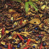 Rainforest Floor