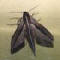 Hawk moth