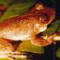 Common Mist Frog