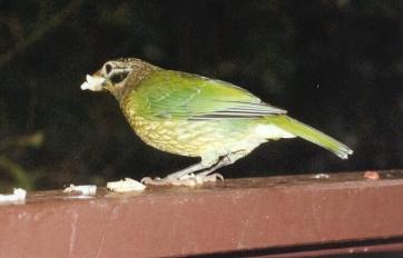 spotted catbird