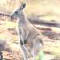 Eastern grey kangaroo