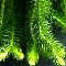 Tassel Fern