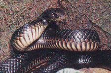 Red-Bellied Black Snake