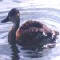 Whistling Duck